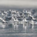 海滩上的三趾鹬，法国布列塔尼大区 (© Fabrice Cahez/Minden Pictures)(20211101)