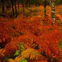 亡灵节上点缀公墓的万寿菊，墨西哥米却肯州 (© Irwin Barrett/Design Pics/Alamy)(20211102)