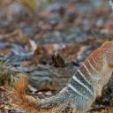 布鲁克顿的一只雌性袋食蚁兽，西澳大利亚州 (© Martin Willis/Minden Pictures)(20211106)