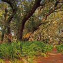 坎伯兰岛国家海岸，美国佐治亚州 (© Wilsilver77/Getty Images Plus)(20211110)