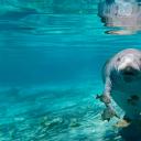 憨态可掬的海牛, 美国佛罗里达州 (© Paul E Tessier/Cavan Images/Offset by Shutterstock)(20211115)