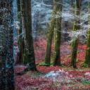 Invergarry村庄附近的森林，苏格兰 (© Matt Anderson Photography/Getty Images)(20211121)