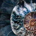 菊石亚纲壳体的横截面 (© Marianna Armata/Getty Images)(20211123)