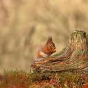 凯恩戈姆山国家公园的欧亚红松鼠，苏格兰高地 (© Scotland: The Big Picture/Minden Pictures)(20211125)