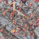 枝头上的太平鸟（北美亚种），加拿大 (© Mircea Costina/Alamy)(20211126)