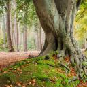 古老的水青冈树，英国北安普顿郡 (© Andrew Baskott/Alamy)(20211128)