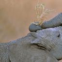 马赛马拉国家保护区中的非洲草原象，肯尼亚 (© Yva Momatiuk and John Eastcott/Minden Pictures)(20211130)