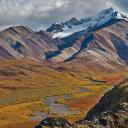 迪纳利国家公园里的白大角羊，阿拉斯加 (© Patrick J. Endres/Getty Images)(20211202)