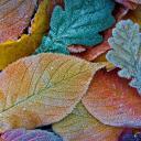 Autumn leaves coated with frost (© sagarmanis/Getty Images)(20211203)