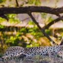 Mother cheetah and her cub in the Maasai Mara nature reserve, Kenya (© gudkovandrey/Adobe Stock)(20211204)