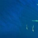 在海洋里畅游的座头鲸和海豚，美国夏威夷州 (© drewsulockcreations/Getty Images)(20220220)