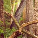 纳加尔霍雷国家公园的孔雀，印度卡纳塔克邦 (© Vivek BR/Shutterstock)(20220309)