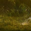 在湿地中跳跃的欧洲野兔，荷兰 (© Jim Brandenburg/Minden Pictures)(20220313)