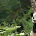 扶着树干的大熊猫，四川卧龙国家级自然保护区 (© Katherine Feng/Minden Pictures)(20220316)