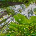 生机盎然的酢浆草和红杉树，美国大草原溪红杉州立公园 (© Jack Dykinga/Minden Pictures)(20220317)