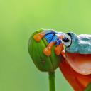 鲜艳多彩的爪哇树蛙，印度尼西亚 (© kuritafsheen/Getty Images)(20220320)