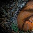 小窝中安睡的欧亚红松鼠，苏格兰高地 (© Neil Anderson/Minden Pictures)(20220324)