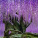 河内藤园里梦幻的紫藤花，日本北九州市 (© Steve Tan C K Photography/Getty Images)(20220328)