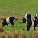 黑白相间的腰带盖洛韦牛，苏格兰 (© JohnFScott/Getty Images)(20220330)