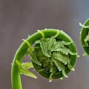 卷曲的蕨菜叶，加拿大魁北克 (© Marianna Armata/Getty Images)(20220411)