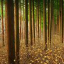 森林中的结香花，日本 (© nattya3714/Getty Images)(20220413)