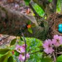 蓝色的美洲知更鸟蛋，新泽西州 (© Mira/Alamy)(20220417)