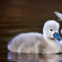 两只躲在妈妈尾羽下的疣鼻小天鹅，纽约长岛 (© Vicki Jauron/Getty Images)(20220420)