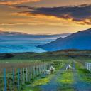 在公路上吃草的绵羊，冰岛 (© Matthew Kuhns/Tandem Stills + Motion)(20220421)