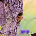 正在投喂幼鸟的戴胜鸟，德国 (© Slawek Staszczuk/Alamy)(20220430)