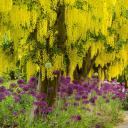 盛开的金链花树和紫色葱属植物，加拿大温哥华范度森植物园 (© Greg Vaughn/Alamy)(20220501)