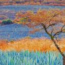 蓝色龙舌兰田，墨西哥哈利斯科州龙舌兰酒产区 (© Brian Overcast/Alamy)(20220505)