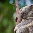 考拉熊妈妈和8个月大的宝宝，澳大利亚昆士兰 (© Suzi Eszterhas/Minden Pictures)(20220508)