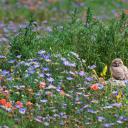 花丛中的小穴鸮们，美国科罗拉多州 (© Roberta Olenick/Alamy)(20220516)