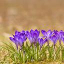 Honeybee flying over crocuses in the Tatra Mountains, Poland (© Mirek Kijewski/Getty Images)(20220520)