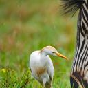 伯切尔氏斑马和一只牛白鹭，南非利特弗雷自然保护区 (© Richard Du Toit/Minden Pictures)(20220522)