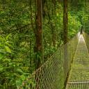 蒙特维德云雾森林中的吊桥，哥斯达黎加 (© Dmitriy Burlakov/Getty Images)(20220526)